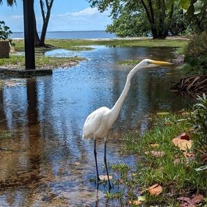 Like this posting to be notified when I go live! Join the fun